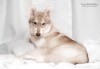 Photo №1. husky de sibérie - à vendre en ville de Dnipro | 800€ | Annonce №12830