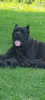 Photo №4. Je vais vendre cane corso en ville de Smederevska Palanka. annonce privée - prix - négocié