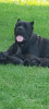 Photo №1. cane corso - à vendre en ville de Smederevska Palanka | négocié | Annonce №64584