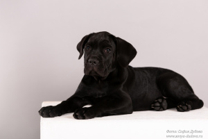 Photo №4. Je vais vendre cane corso en ville de Saint-Pétersbourg. annonce privée - prix - négocié