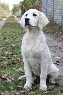 Photo №4. Je vais vendre labrador retriever en ville de Novomoskovsk. de la fourrière - prix - 1600€