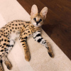 Photos supplémentaires: chatons ocelot , serval et caracal disponibles