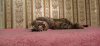 Photo №3. Le jeune chat Masyanya cherche une famille.. Fédération de Russie