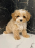 Photo №1. bichon maltais - à vendre en ville de London Borough of Hammersmith and Fulham | 331€ | Annonce №125603