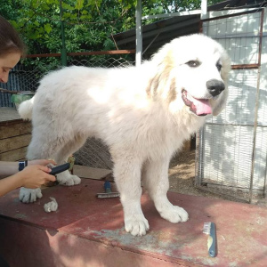 Photo №4. Je vais vendre chien de montagne des pyrénées en ville de Belgorod. de la fourrière - prix - 568€