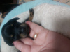 Photo №2 de l'annonce № 72143 de la vente petit chien russe - acheter à La Moldavie éleveur