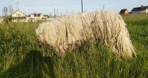 Photos supplémentaires: Komondor