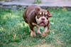 Photos supplémentaires: Chiots American Bully à vendre