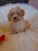 Photos supplémentaires: Chiots Maltipoo