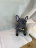 Photo №3. Adorables chiots bouledogue français en adoption gratuite. Allemagne