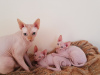 Photo №1. sphynx - à vendre en ville de Амстердам | 250€ | Annonce № 124257