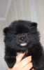 Photos supplémentaires: Chiots Spitz de Poméranie, mini boo.