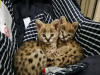 Photo №3. Tren serval cattunge pour l'adoption et la savane f1 catt jusqu'aux salgs. Norvège