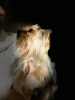 Photo №1. Service d'accouplement - race: yorkshire terrier. Prix - négocié