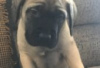 Photo №1. mastiff - à vendre en ville de Berlin | Gratuit | Annonce №126978