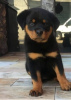 Photo №1. rottweiler - à vendre en ville de Marseille | négocié | Annonce №58295