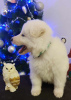 Photo №2 de l'annonce № 84436 de la vente berger blanc suisse - acheter à Serbie éleveur