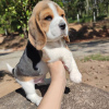 Photo №1. beagle - à vendre en ville de Varsovie | 650€ | Annonce №50209