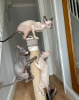 Photo №1. cornish rex - à vendre en ville de Брауншвейг | 331€ | Annonce № 125127