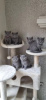 Photo №1. british shorthair - à vendre en ville de Serba | Gratuit | Annonce № 115968