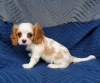 Photo №1. cavalier king charles spaniel - à vendre en ville de Афины | 250€ | Annonce №98639