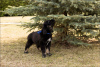 Photo №2 de l'annonce № 99820 de la vente buryat wolfhound mongol - acheter à Fédération de Russie annonce privée