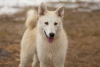 Photo №2 de l'annonce № 104717 de la vente chien bâtard - acheter à Biélorussie annonce privée
