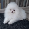 Photo №4. Je vais vendre spitz nain en ville de Wiesbaden. annonce privée - prix - 360€