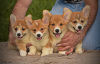 Photos supplémentaires: Chiots Welsh Corgi Pembroke