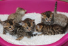 Photo №3. Chatons Bengal Cats disponibles pour les maisons de retraite. Allemagne