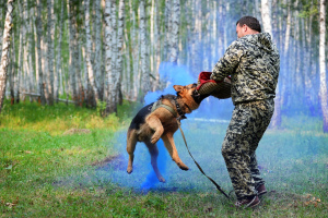 Photo №4. Maître chien en Fédération de Russie. Annonce № 3631