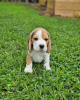 Photos supplémentaires: Excellents chiots beagle de race pure et en bonne santé à la recherche d'un