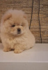 Photo №3. Chiots Chow-Chow. Serbie