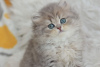 Photo №1. british longhair - à vendre en ville de Dnipro | 852€ | Annonce № 51380