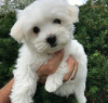 Photo №1. bichon à poil frisé - à vendre en ville de Vilnius | négocié | Annonce №122063