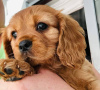 Photo №1. cavalier king charles spaniel - à vendre en ville de Bruges | 400€ | Annonce №96328