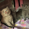 Photo №1. british shorthair - à vendre en ville de Helsinki | négocié | Annonce № 99591