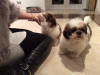 Photo №1. shih tzu - à vendre en ville de Vilnius | 350€ | Annonce №36067