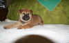 Photo №1. shiba - à vendre en ville de Бохум | 550€ | Annonce №122795