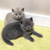 Photo №2 de l'annonce № 117708 de la vente british shorthair - acheter à Suisse 