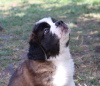 Photos supplémentaires: Chiots de classe d'exposition Saint-Bernard