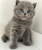 Photo №2 de l'annonce № 90832 de la vente british shorthair - acheter à Allemagne annonce privée