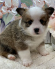 Photo №3. AKc a enregistré des chiots Corgi à vendre Business WhatsApp 37256062792. La finlande