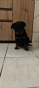 Photo №2 de l'annonce № 126692 de la vente rottweiler - acheter à Pologne annonce privée