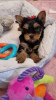 Photo №1. yorkshire terrier - à vendre en ville de New york | 237€ | Annonce №112309