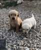 Photo №3. Chiots Golden Retriever à adopter. Allemagne