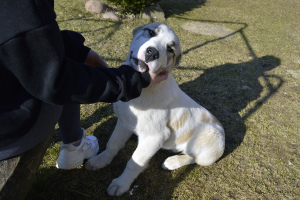 Photos supplémentaires: Vente de chiots du chien de berger d'Asie centrale (Alabai).
