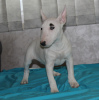 Photos supplémentaires: Chiots bull terrier miniatures