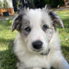 Photo №1. border collie - à vendre en ville de Франкфурт-на-Майне | 280€ | Annonce №78585