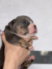 Photo №2 de l'annonce № 101297 de la vente american bully - acheter à USA de la fourrière